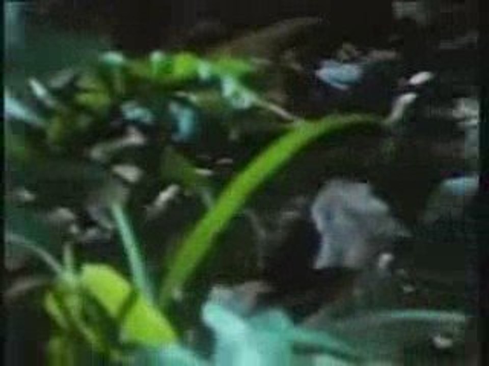 Le radeau des cimes 2/2