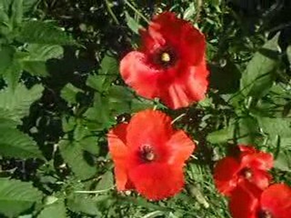 coquelicots