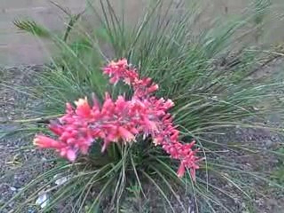 Cagora - My Lips Shall Praise Thee