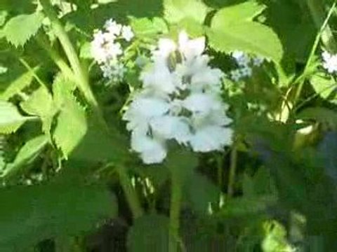 Saint-Sauves: Orchis des Montagnes