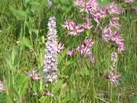 Saint-Sauves: Orchis et Lychnis (Fleur de Coucou)