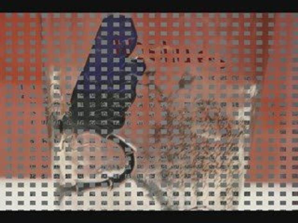 Expo 2009 Emile Gallé à Vic sur seille (57)