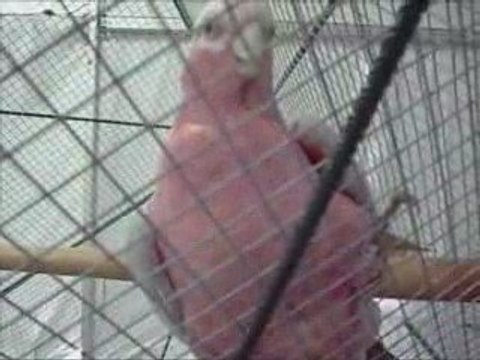 Les oiseaux exotiques par Marybell 2ème partie