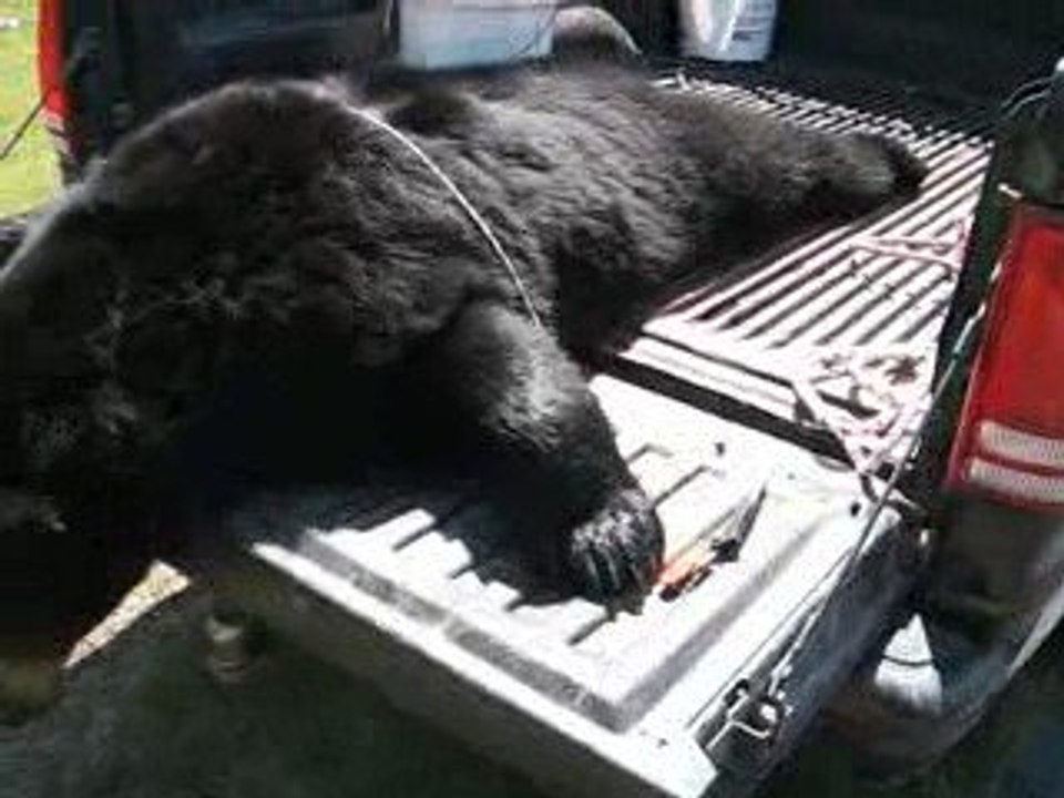 Ours pour denis 009