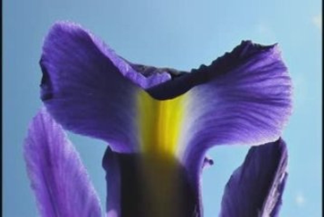 Dimorphotheca, Iris