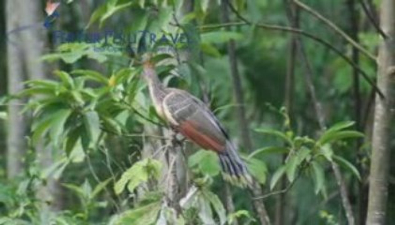 Iquitos Travel - The Napo River in Iquitos