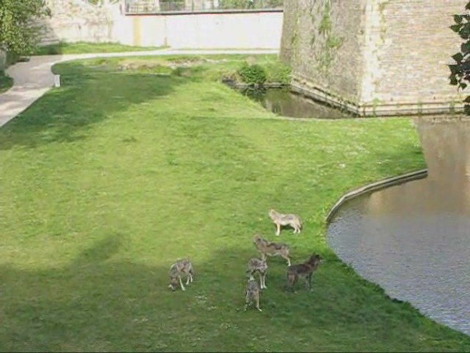Estuaire à Nantes : les loups dans les douves du château
