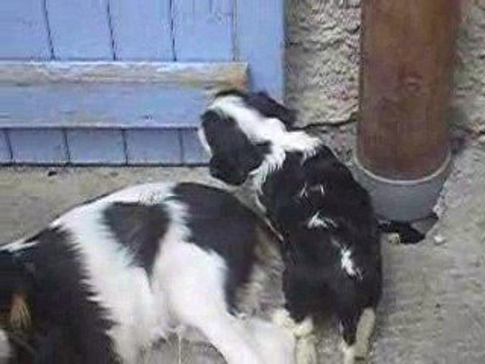 Elvis et dako 5semaines