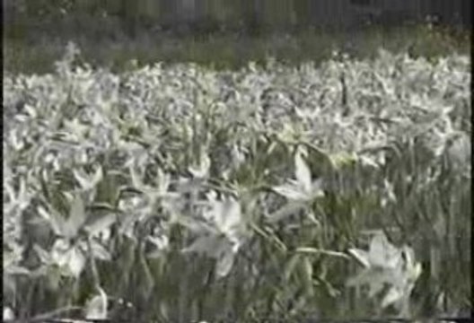 Долина нарциссов