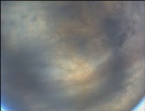 Oeuf corydoras aeneus (ponte+1)