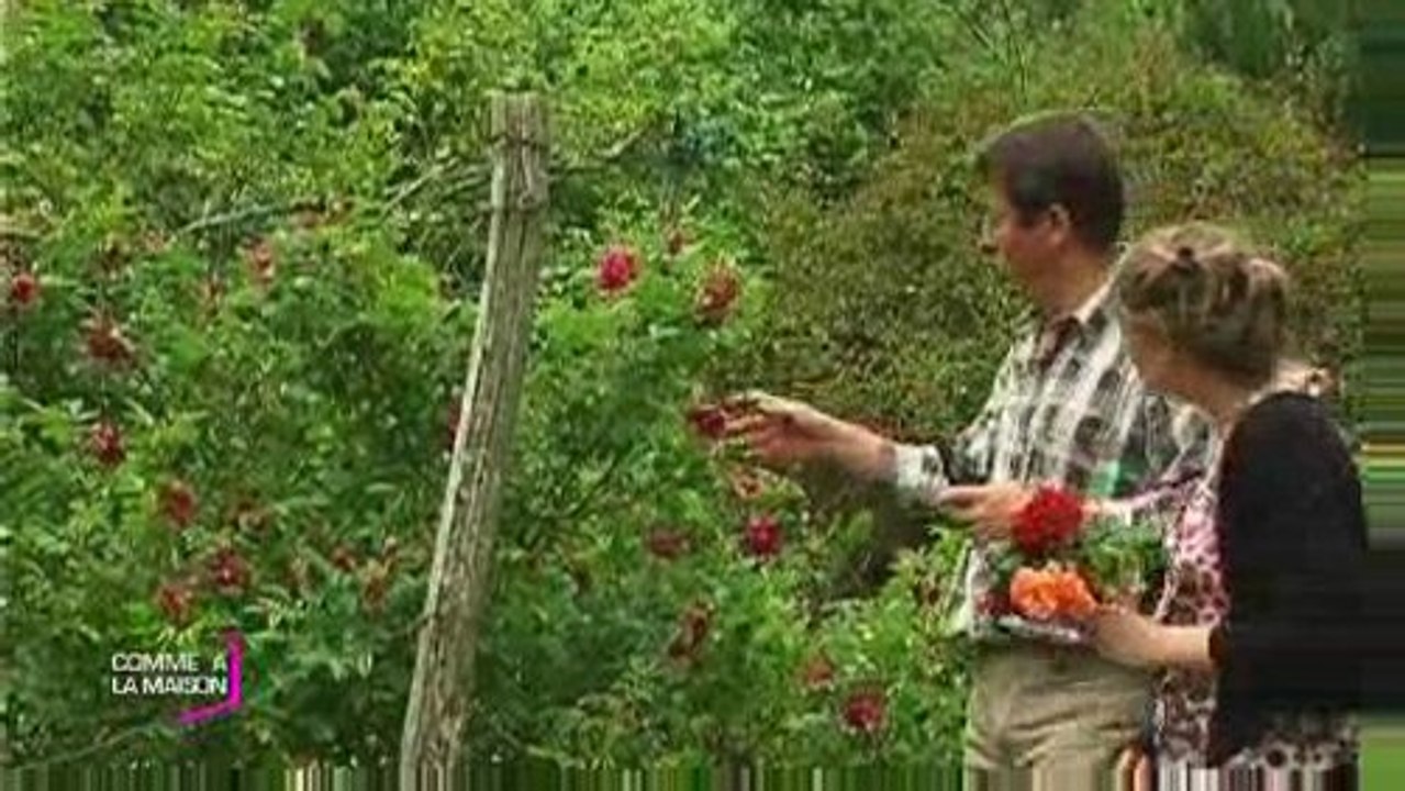 Comme à la maison : Chouchouter ses rosiers