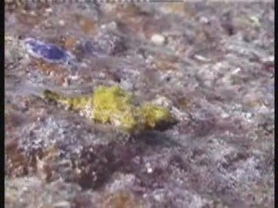 Amazing fish from Similan