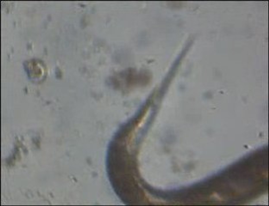 Micro-vers