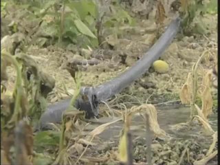 Recul des Glaciers Alpins (Janvier 2009)