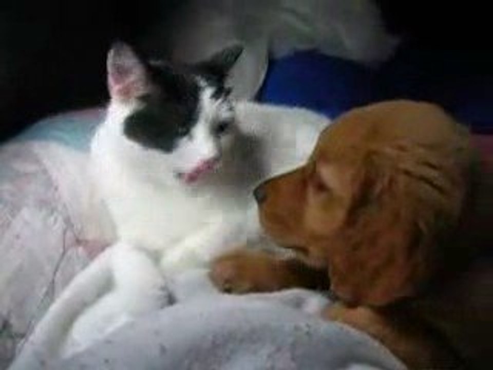 Kedi ve köpek dostluğu