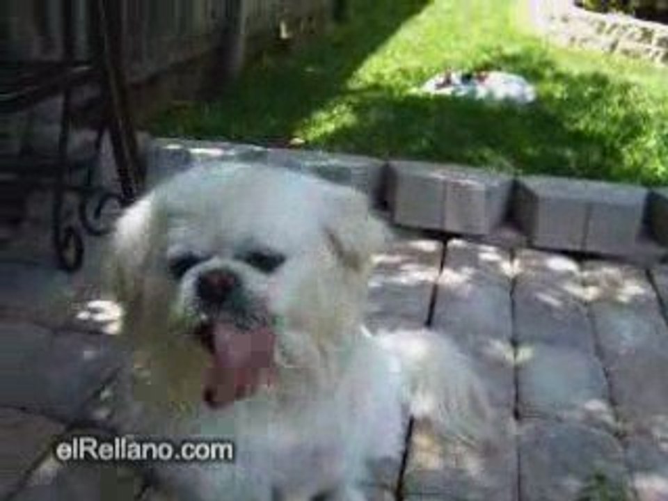Lengua xxl