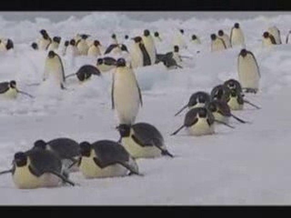 ♥ Manchots Empereurs ♥ La Longue Marche