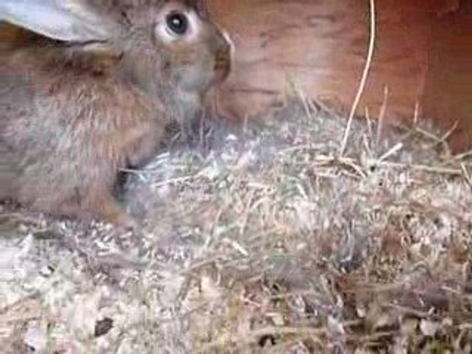 lapins dans nid 2 jours