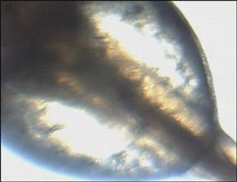 Alevin de corydoras aeneus ( 48h après ponte)