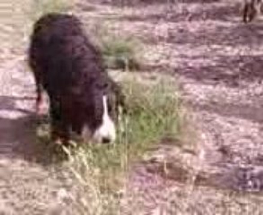 Vidéo vignes 2