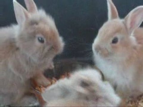 Bébés lapins, 3 semaines