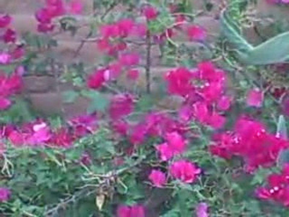 Cagora - Jesus your name is like Honey