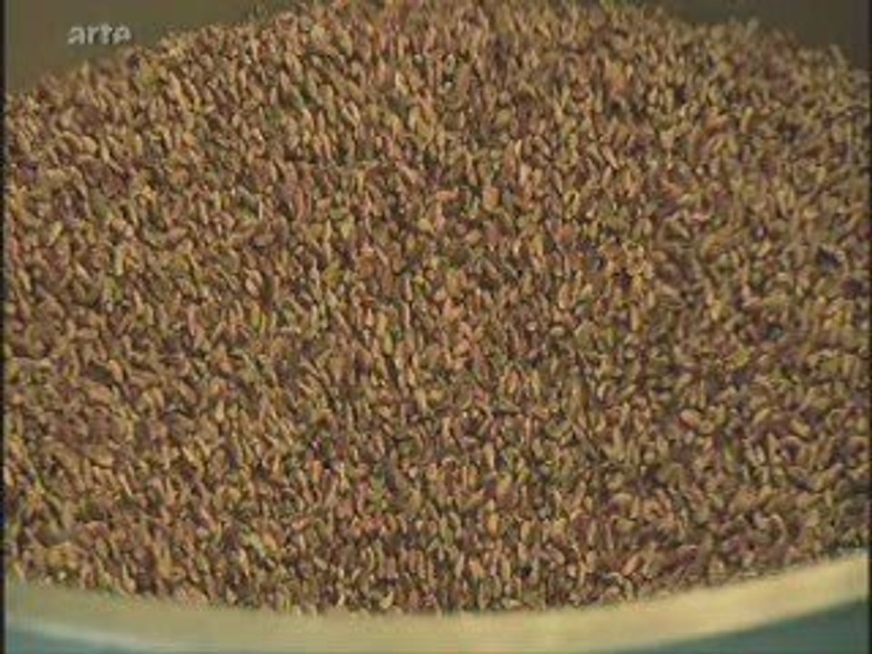 Pistache et pistachier