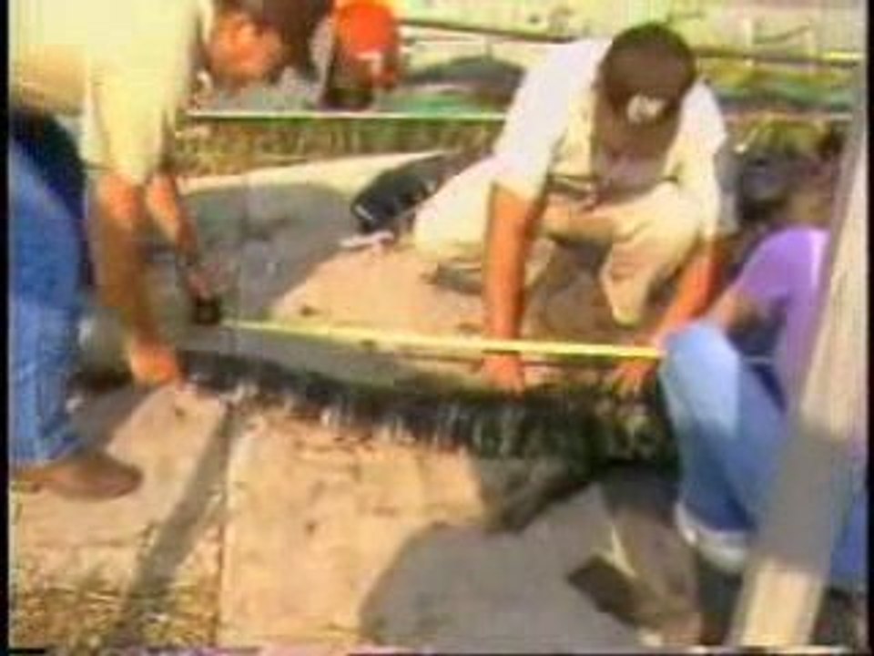 Are Alligator Products Illegal?