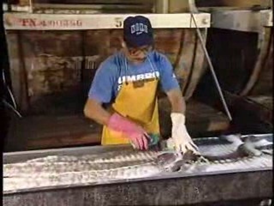 How Parts of Alligator Leather Hides are Used