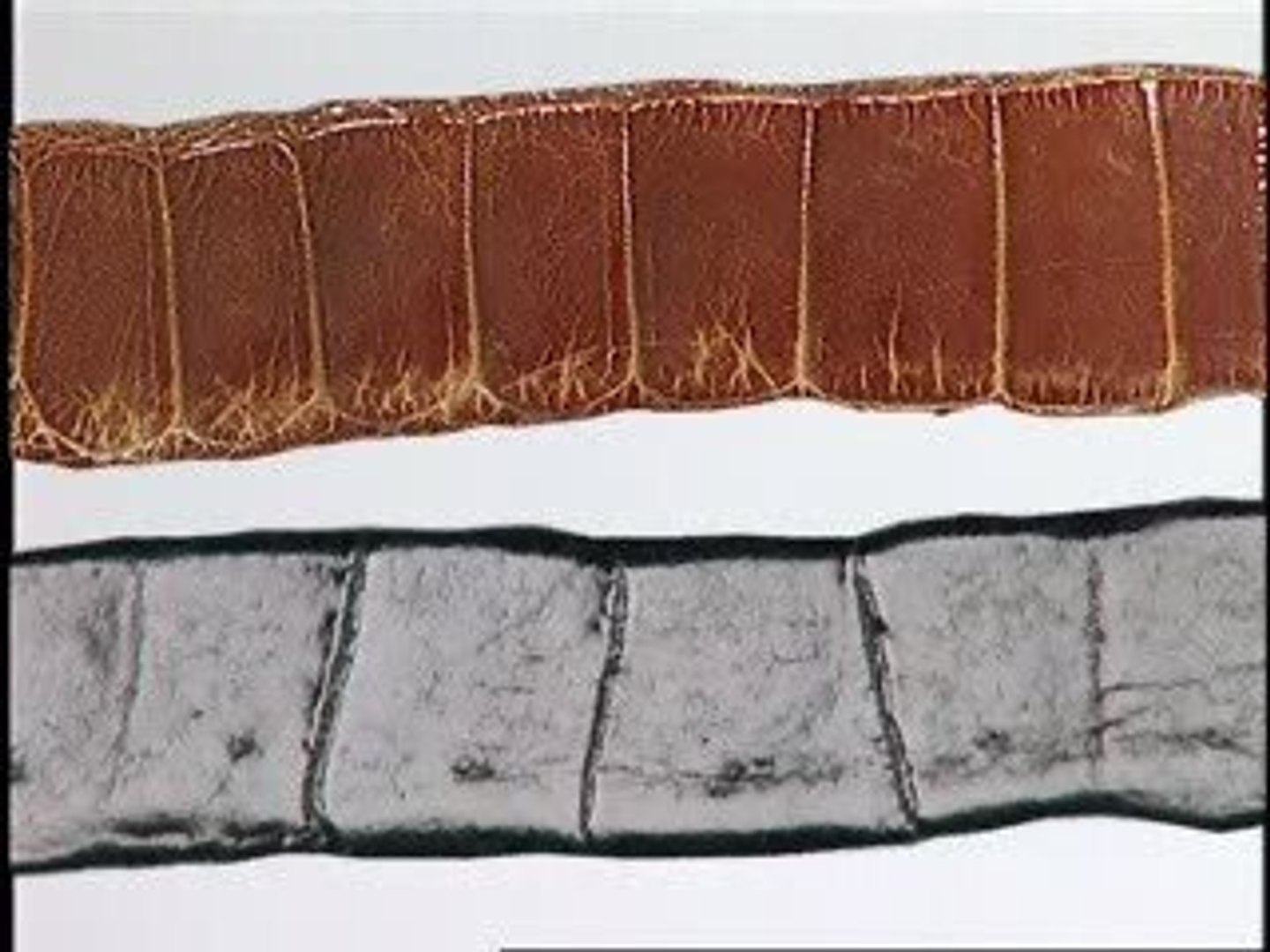 How to Tell Genuine Alligator Leather from Fake - video Dailymotion