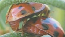 LADYBUG - MARIQUITA