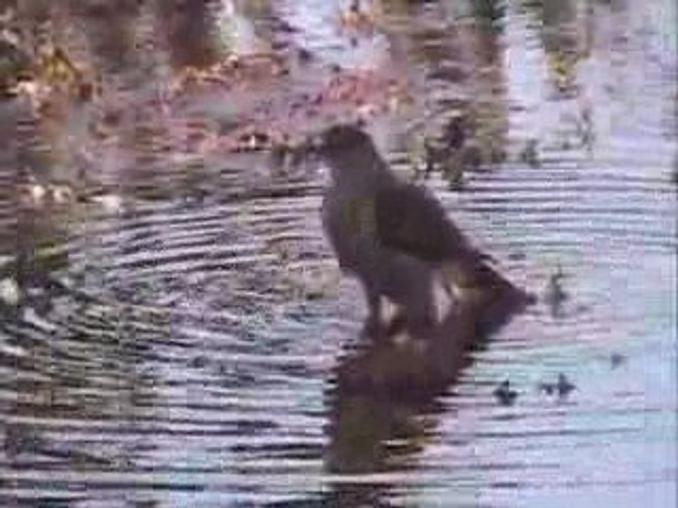 Wild Hawk Bathing (Sharp-Shinned)