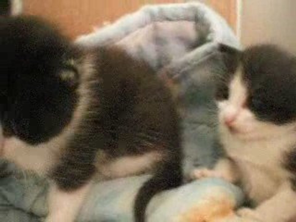 Video bebe chat 2