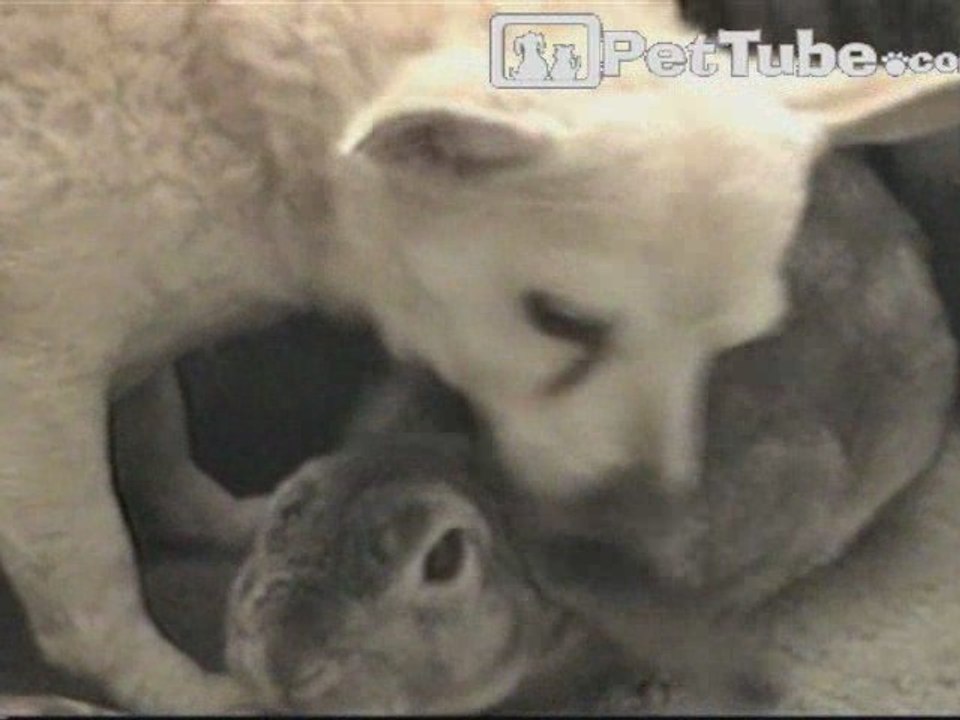 Tastes Like Rabbit - PetTube.com