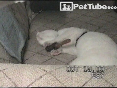 Welll Groomed Cat - PetTube.com