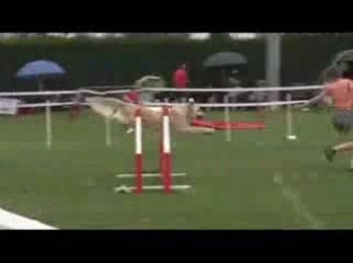 STGR Lezignan Arko Agility1