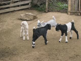 o.hakalmaz gurbette ömrüm geçecek