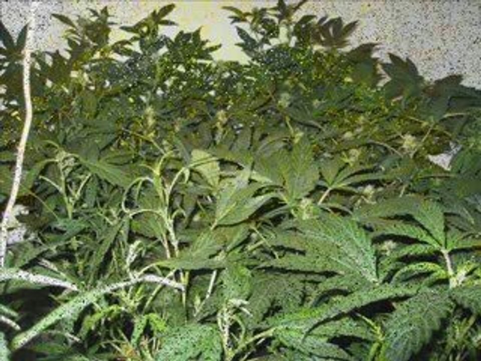 Video indoor new generation + xbox live room