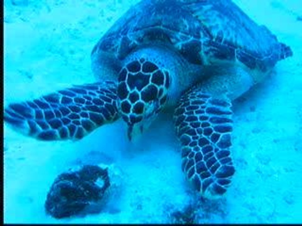 Tortue