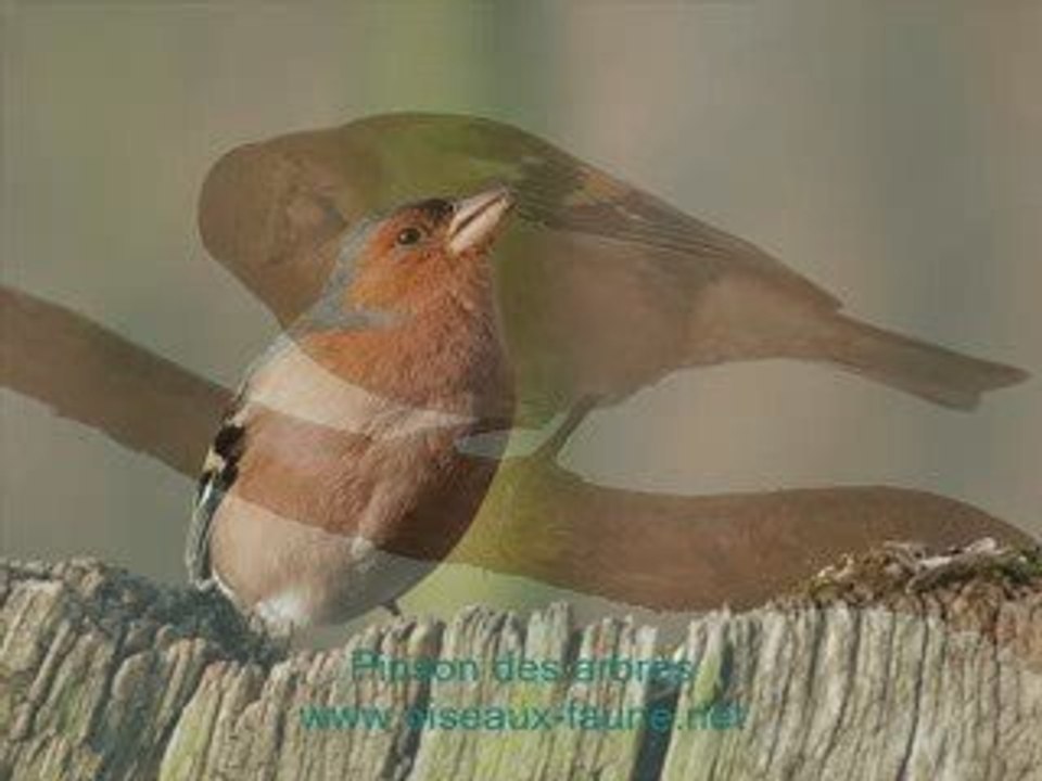 Chants d'oiseaux N°1