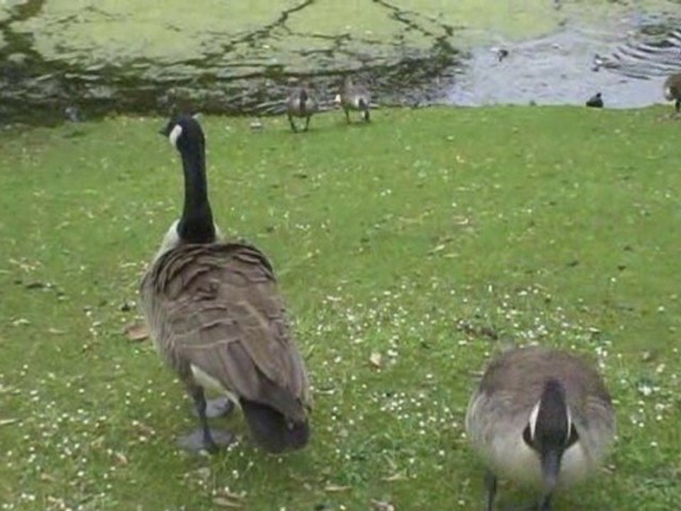 Vögel