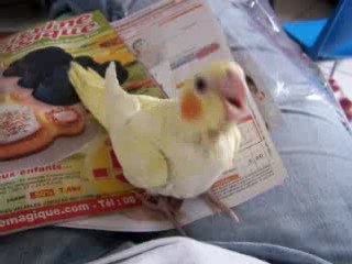 Titi la pleureuse !!!