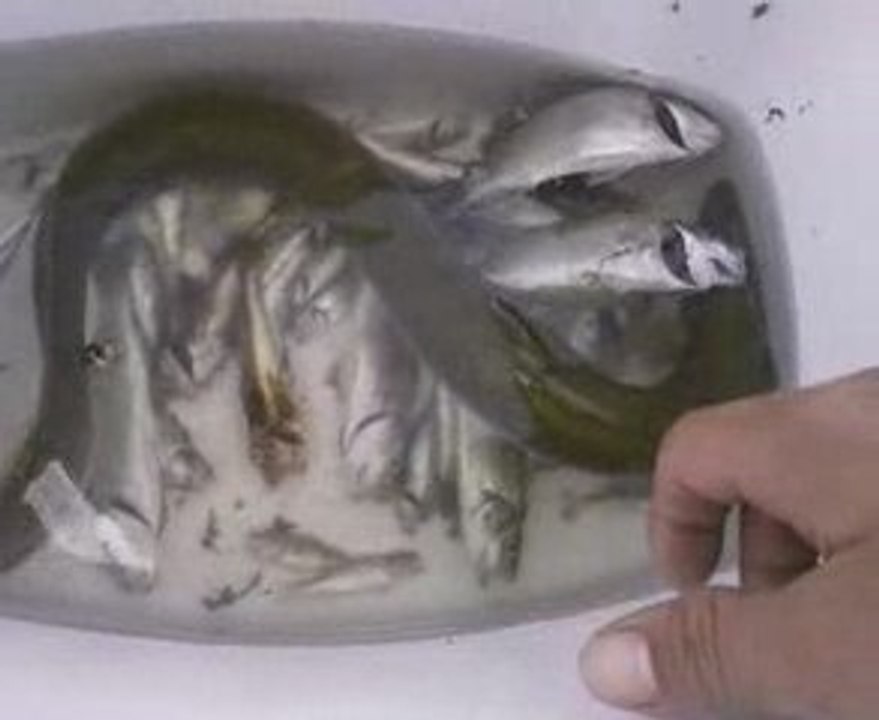 mdr a la peche  peche 1 enguille