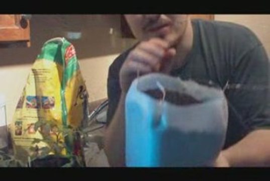 Grow Tomato Plants In Milk Jugs: Growing Apartment Tomatoes