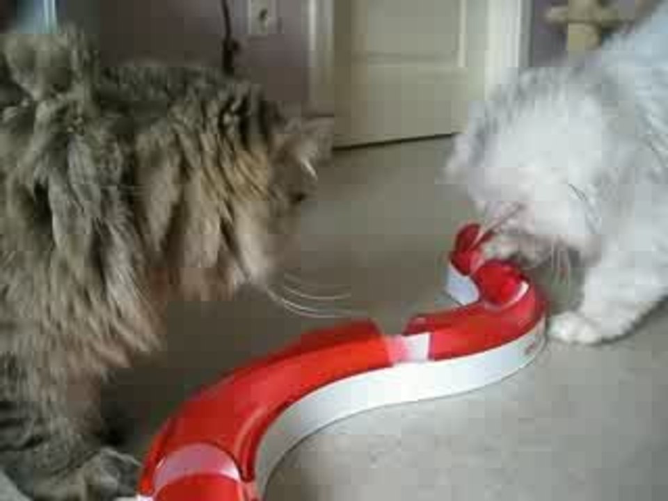 nemesis et titigre jouent