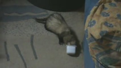 Nounours gourmand ...