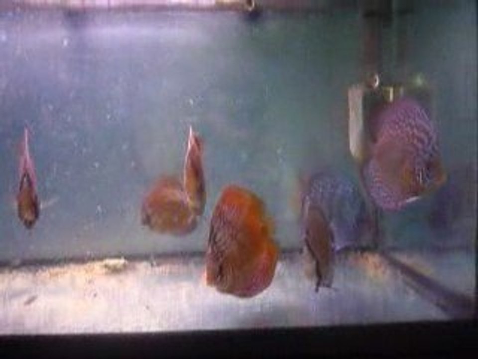 Les discus Phong on 8 mois