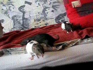 Coconuts saute sur l'ecran