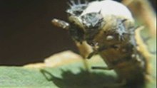 DESARROLLO DE LA MARIQUITA - DEVELOPMENT OF LADYBUG