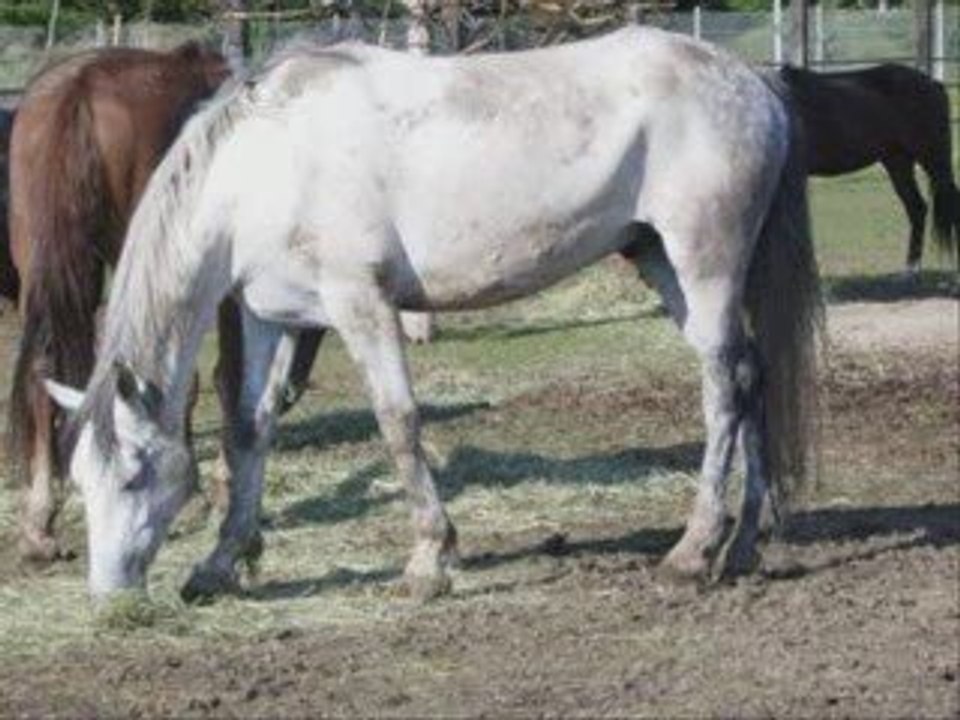Destrier_0002